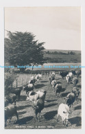 C015024 Milking Time. A Mixed Herd. Imperial Institute - Monde