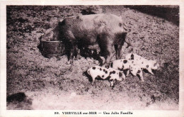 14* VIERVILLE S/MER  Une Jolie Famille    - Cochons     RL46,0816 - Viehzucht