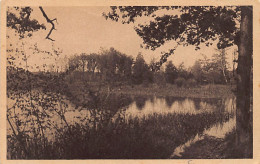 Poland - Im Łężczok (Lenczok) - Forstgebiet Bei Racibórz (Ratibor)  - Pologne