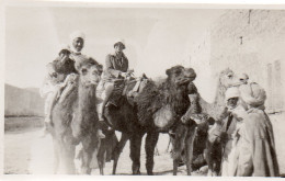 Photographie Photo Amateur Vintage Snapshot Chameau Dromadaire Chamelier - Afrique