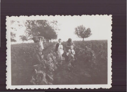 PHOTO DE PERSONNES DANS LES VIGNES CUEILLETTE 8.5 X 6 CM - Personnes Anonymes