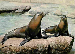 Animaux - Otaries - Zoologischer Garten Basel - Seelowen - CPM - Voir Scans Recto-Verso - Autres & Non Classés