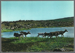 PC  AUNE F-4675-0 - Norway, Reindeer At The Mountain Lake, Troupeau De Rennes .unused - Autres & Non Classés