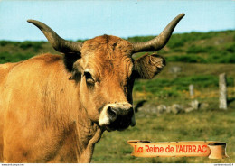 NÂ°41951 Z -cpsm La Reine De L'Aubrac - Vaches