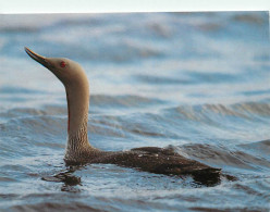 Animaux - Oiseaux - Plongeon Catmarin - Red-throated Diver (Gavia Stellata) - CPM - Voir Scans Recto-Verso - Oiseaux