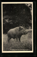 AK Lainz, Tiergarten, Wildschwein (Keiler)  - Varkens