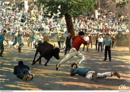 NÂ°36056 Z -cpsm Courses De Vaches Dans Les Rues - Corrida