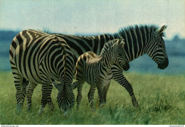 NÂ°38197 Z -cpsm ZÃ¨bres - Zebras