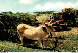 NÂ°38146 Z -cpsm Charrois De Cannes -tracteur- - Tracteurs