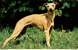 NÂ°39471 Z -cpsm Un Whippet - Dogs