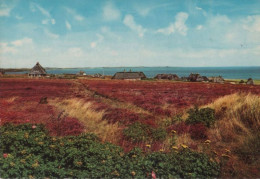 82798 - Sylt - Heidepartie Am Watt - Ca. 1965 - Sylt