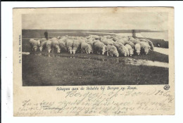 Schapen Aan De Schelde Bij Bergen Op Zoom  1901 - Bergen Op Zoom