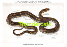 CPSM ILLUSTRATEUR HUB HUBERT DUPOND BATRACIENS ET REPTILES DU CONGO BELGE SLANG SERPENT SERPANT SNAKE - Oiseaux