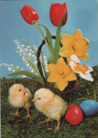 118467 - Frohe Ostern Küken - Ostern