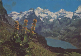 123155 - Oeschinensee - Schweiz - Gelber Enzian - Andere & Zonder Classificatie