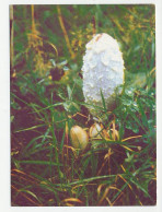 Postal Stationery Belarus 1999 Mushroom - Pilze