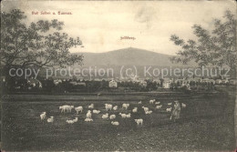 71494368 Bad Soden Taunus Mit Feldberg Im Vordergund Schaefer Mit Seinen Schafen - Bad Soden