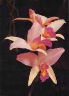 FLOWERS Vintage Postcard CPSM #PBZ119.A - Blumen