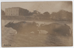 Carte-photo - ADANA - Turquie - Turkei (Cilicie) Buffles Au Bain Dans Le Fleuve Sei-Houn (ou Seyhan) - Places