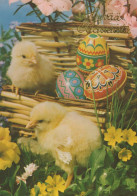 EASTER CHICKEN EGG Vintage Postcard CPSM #PBP206.GB - Easter