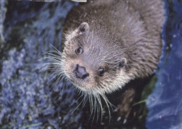 LOUTRE Animaux Vintage Carte Postale CPSM #PBS908.FR - Sonstige & Ohne Zuordnung