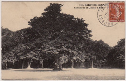 91 - B13453CPA - SENART - Foret, Carrefour Et Chène D'antin - Arbre Remarquable - Très Bon état - ESSONNE - Sénart