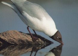 UCCELLO Animale Vintage Cartolina CPSM #PAM711.IT - Oiseaux