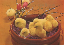 PASQUA POLLO Vintage Cartolina CPSM #PBO949.IT - Easter