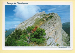 38. LE-SAPPEY-EN-CHARTREUSE / Sommet De Chamechaude (2082 Mètres) (voir Scan Recto/verso) - Chartreuse