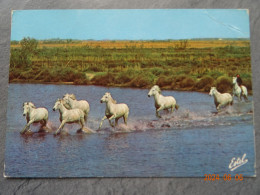 CHEVAUX SAUVAGES EN CAMARGUE - Cavalli