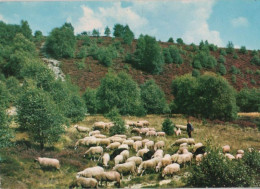 91393 - Niederlande - Emmen - 1975 - Emmen