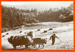 N° 11 1978 Les Foins Avec Boeuf Paysans Fenaison Moisson Sépia  ( Les Vosges ) Aymard 88 Vosges Vieux Métiers - Paysans