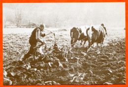 N° 5 1975 Le Laboureur Boeufs Charrue Paysans Sépia Aymard 88 Vosges Vieux Métiers - Farmers