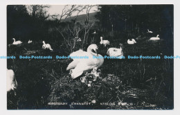 C018835 Abbotsbury Swannery. Nesting Time - Monde