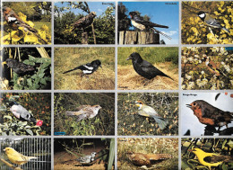 GF2367 - PLANCHE VIGNETTES BISCOTTES SAINT LUC - OISEAUX - Other & Unclassified