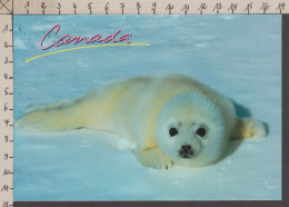 089880GF/ Jeune Phoque Sur Banquise, Seal Pup On Ice Floe, Canada - Autres & Non Classés