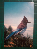 CARTE POSTALE, ANIMAUX, OISEAUX. Steller Jay (Bluejay) Dans Le Parc National De Californie - Birds