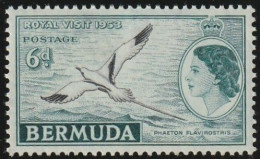 THEMATIC FAUNA: BIRD, PHAETON FLAVIROSTRIS   -   BERMUDA - Albatros