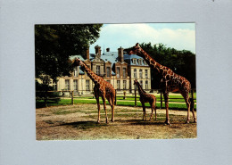 Girafes - Giraffes