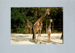 Girafes - Giraffe