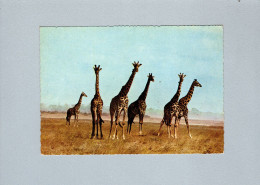 Girafes - Girafes