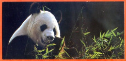 Cartonnette Chocolat Nestlé Merveilles Du Monde 241 LE GRAND PANDA  Image Photo Animaux - Animals