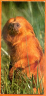 Cartonnette Chocolat Nestlé Merveilles Du Monde 406  LES TAMARINS Singes Image Photo Animaux - Animals