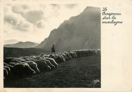 Animaux - Moutons - Le Troupeau Sur La Montagne - Carte Dentelée - CPSM Grand Format - Voir Scans Recto-Verso - Other & Unclassified