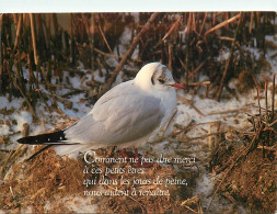 Animaux - Oiseaux - Jolie Mouette - CPM - Voir Scans Recto-Verso - Oiseaux