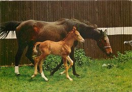 Animaux - Chevaux - CPM - Voir Scans Recto-Verso - Chevaux