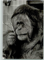 39529951 - Orang Utan - Singes