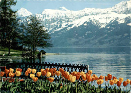 Kurort Gunten, Thunersee (8061) - Sigriswil