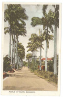 CPA - BARBADES - BARBADOS - AVENUE OF PALMS. - Barbados