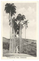 CPA - BARBADES - BARBADOS - A PLANTATION ROAD. - Barbados